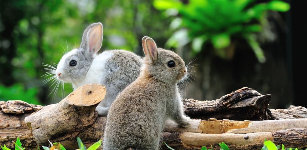 Todo lo que necesitas saber sobre el cuidado de tu conejo Todo lo que necesitas saber sobre el cuidado de tu conejo